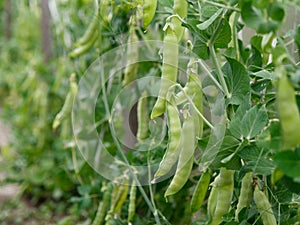 Unripe fruits of green peas in the garden