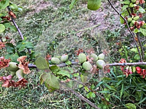 Unripe fruits of Japanese Quince