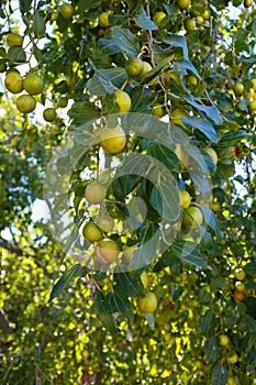 Unripe fruits Kanar of Sidra tree Ziziphus spina-christi