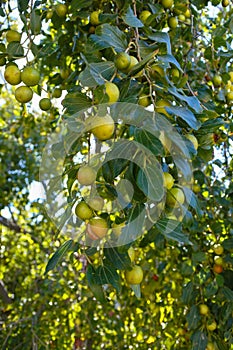 Unripe fruits Kanar of Sidra tree Ziziphus spina-christi photo