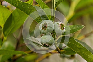 Unripe fruits of northern highbush blueberry (Vaccinium corymbosu