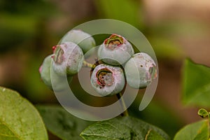 Unripe fruits of northern highbush blueberry (Vaccinium corymbosu