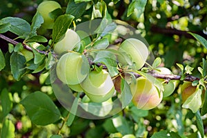 Unripe fruits plums (variety: Greengage) on the branches. photo