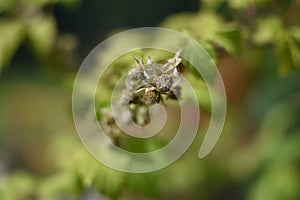 Unripe fruits of a Raspberry (Rubus idaeus)