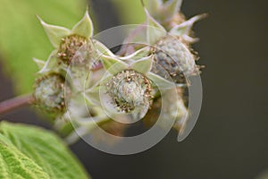 Unripe fruits of a Raspberry (Rubus idaeus)