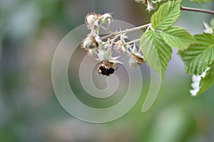 Unripe fruits of a Raspberry (Rubus idaeus) with a bumblebee