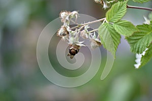 Unripe fruits of a Raspberry (Rubus idaeus) with a bumblebee