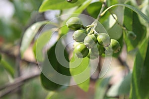 Unripe fruits of Santalum album, Indian sandal wood tree