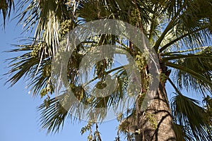 Unripe fruits of Washingtonia filifera palm