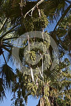 Unripe fruits of Washingtonia filifera palm