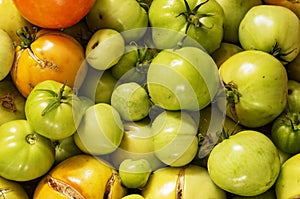 Unripe Garden Tomatoes