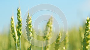 Unripe grain farm field. Golden green ripe ears of wheat in rays of sun sway in wind. Low angle view.
