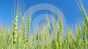 Unripe grain farm field. Low anlgle view. Beautiful blue sky. Golden green ripe ears of wheat in rays of sun sway in