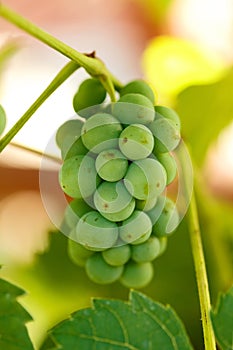 Unripe grape cluster