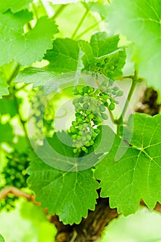 Unripe grape cluster