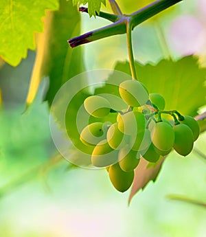 Unripe grape in vineyard