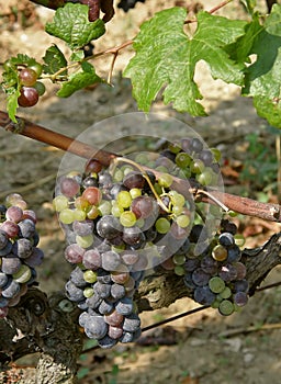 Unripe grapes photo