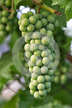 Unripe grapes