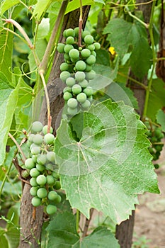 Unripe grapes