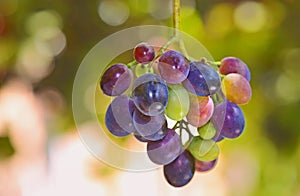 Unripe grapes