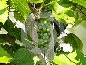 Unripe grapes 5