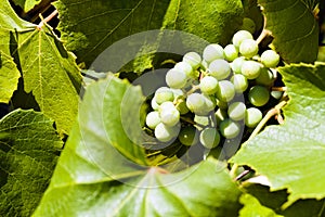 unripe grapes