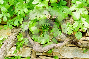 Unripe Grapes on a Stone Wall