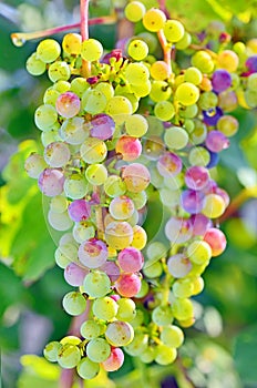 Unripe grapes