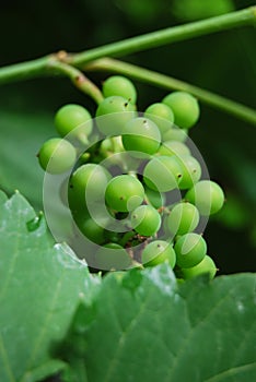 Unripe grapes on a vine (Vitis vinifera)