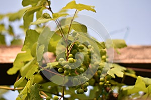 Unripe grapes on a vine (Vitis vinifera)