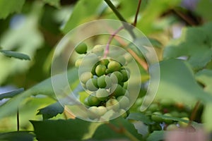 Unripe grapes on a vine (Vitis vinifera)