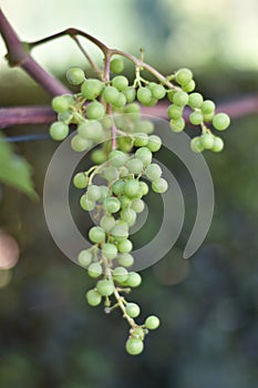 Unripe grapes on a vine (Vitis vinifera)
