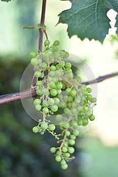 Unripe grapes on a vine (Vitis vinifera)