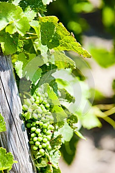 unripe grapevine, vineyards of Cote Rotie, Rhone-Alpe, France