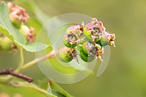 unripe green berries on a branch of shadberry or saskatoon berry under summer sun rays