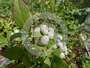 Unripe, green berries of the cultivated blueberries or highbush blueberries growing on branches after flowering among leaves in