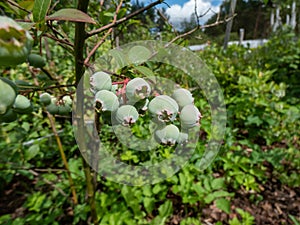 Unripe, green berries of the cultivated blueberries or highbush blueberries growing on branches after flowering among leaves in