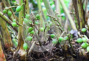 Unripe Green Cardamom Pods in Plant