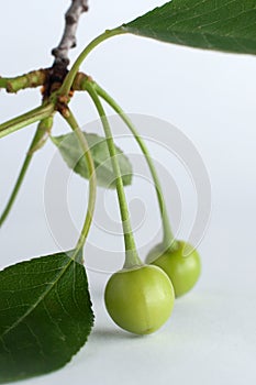 Unripe green cherry