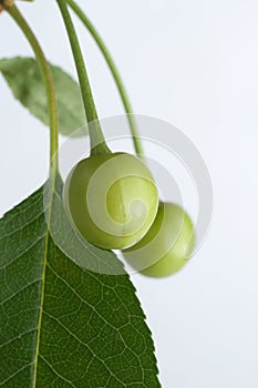 Unripe green cherry