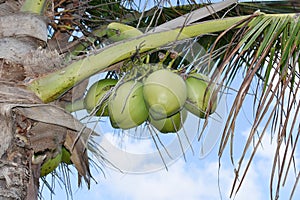 unripe green coconuts hanging on coconut palm