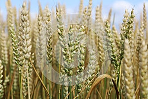 Unripe green common wheat in cultivated field. Young ears bread wheat. Triticum aestivum. Head full grains close up