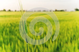 Unripe, green ears of rye. Agriculture. Background. Shallow depth of field. Focus in the center