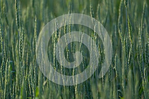 Unripe green ears of winter wheat growing in the field