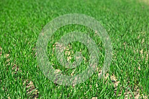 Unripe green ears of winter wheat growing in the field