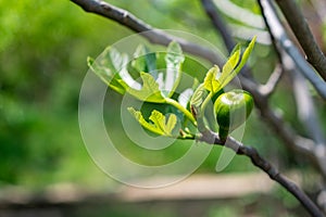 Unripe green fig fig tree. Closeup of young fig on the branch of a fig tree in summer. Green fresh figs with blurred background