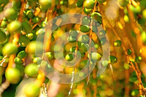 Unripe green fruits of date palm tree hang on sunny day