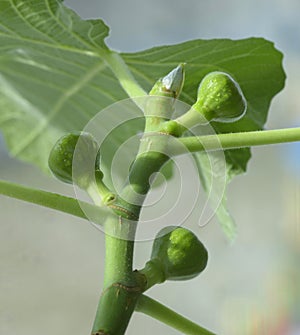 unripe green fruits of fig ripening on the window, Panache variety photo