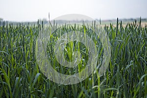 Unripe green grain before harvesting in the field