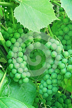 Unripe green grapes.